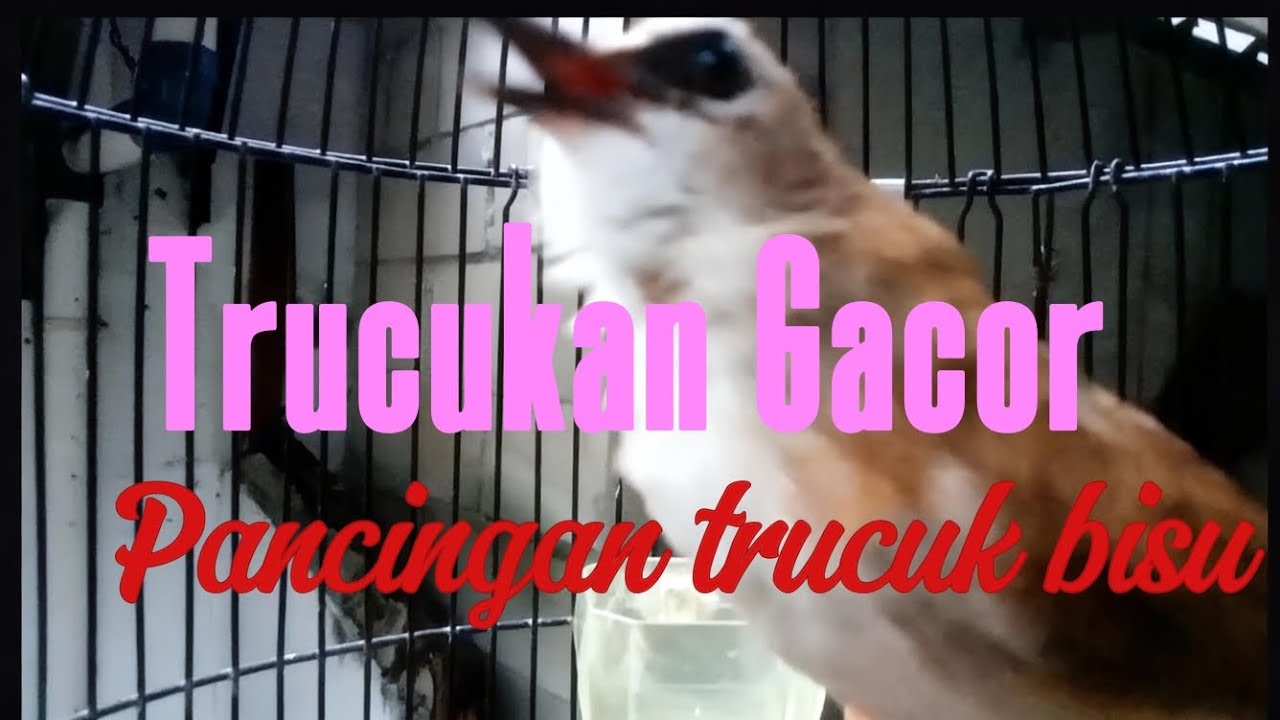 Trucukan Gacor ROPEL PANJANG, suara ropel paling di sukai, ahlinya buka paruh 