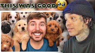 MrBeast - I Rescued 100 Abandoned Dogs! [reaction]