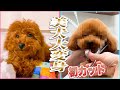【ライオンからプードルへ】保護犬になるはずだった子犬がうとうとしながらトリミング！