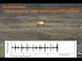 Seismogram of an Elk Running