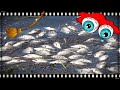 Огромный замор рыбы в Жилом озере возле села Баженово Саргатский район Омская область Россия Баженит