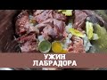 Ужин лабрадора, из чего состоит натуральное кормление