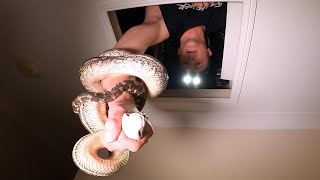 PYTHON LIVING IN MY ROOF! (Bucket Hats Coming)