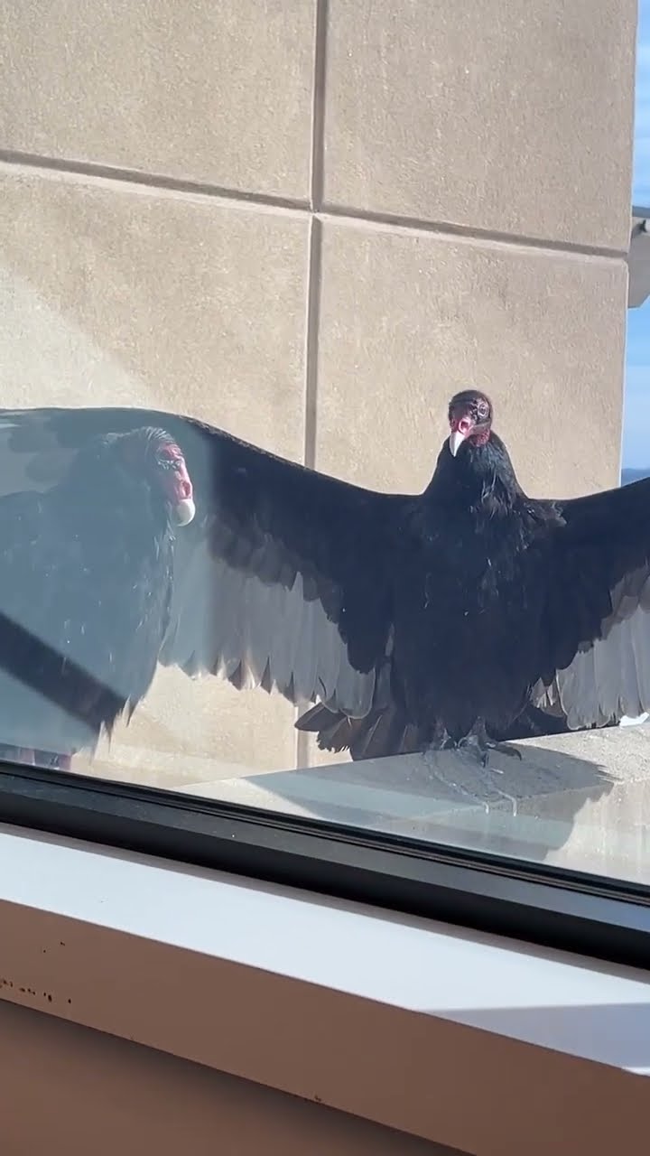 Turkey Vulture Waits Patiently for Its Hug || ViralHog
