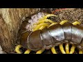 Scolopendra dehanni, Vietnam Giant Centipede, Housing and care