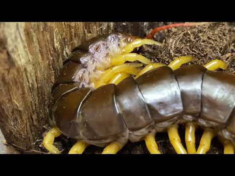 Scolopendra dehanni, Vietnam Giant Centipede, Housing and care