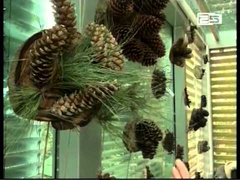 გირჩების გამოფენა ბოტანიკურ ბაღში