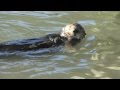 Sea otter using a rock to open clams