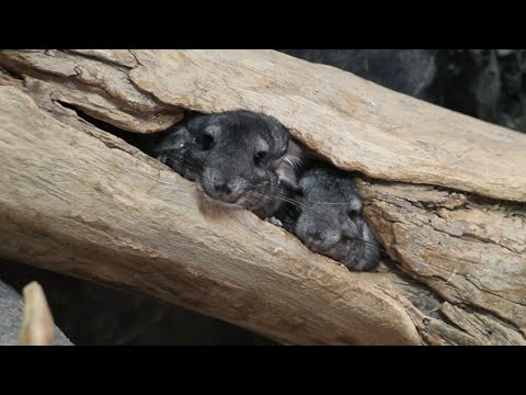 Meet the new chinchillas at the zoo