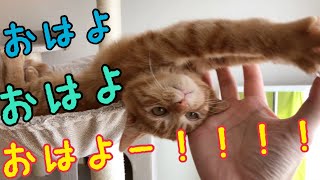 おはようが言える子猫飼い主が起きてきて喜ぶ