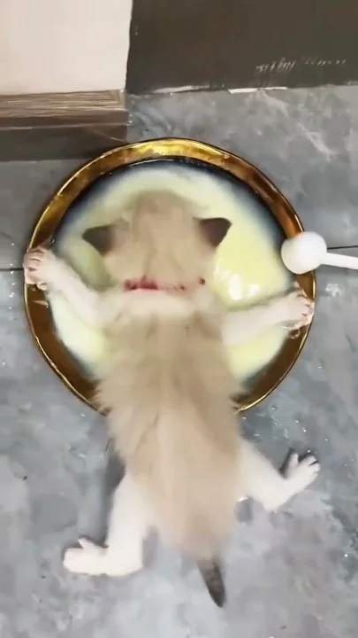 Bébé chaton très mignon ????❄️❄️❄️???