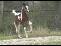 1 week old Pintabian Pinto Arabian foal - Custom Taylored CTA