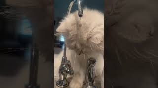 Leo Likes To Play With Water Wherever He Finds Itrain Or Water Fountain In The Backyardfunnycats