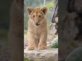 Leones y gorilas ven burbujas por primera vez, así reaccionaron  #shorts