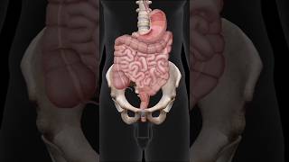 Diverticulitis #3danimation #anatomy