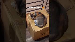 I love cat😺 #cat #catvideos #animals #love
