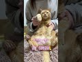 【猫ダンス🐾/スカイピース~脳Signal~】遊びじゃないんだよ☆ #猫動画 #cat #shorts #猫 #スカイピース #nosignal