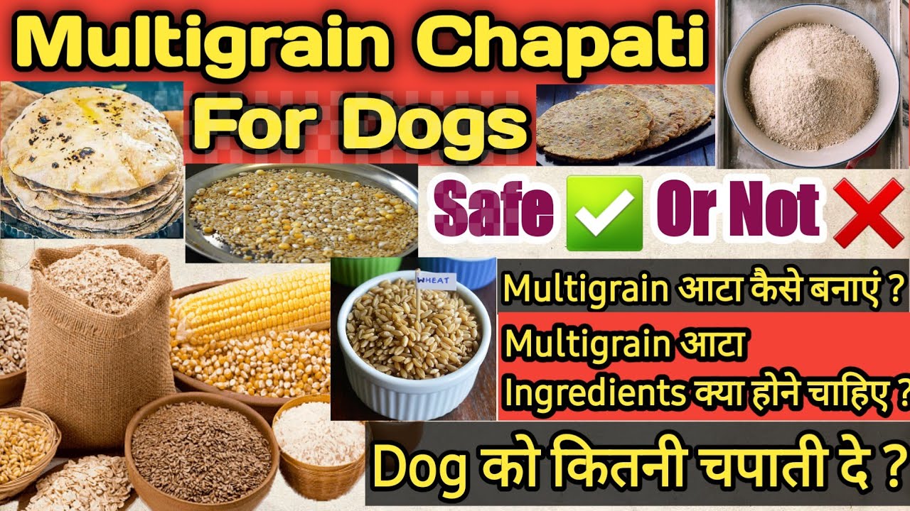 multigrain chapati for dogs safe or not कितनी चपाती दे dog को