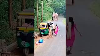 Wild Elephant Attack Family Panic Viral Cctv Clip