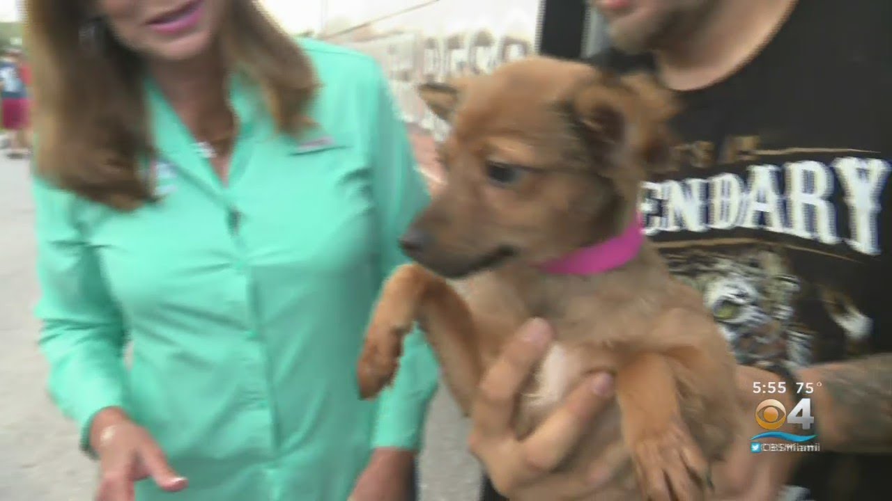 South Florida's Big Dog Rescue Helping Families, Shelters In Texas Impacted By Winter Blast