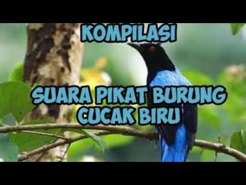 SUARA PIKAT CUCAK BIRU