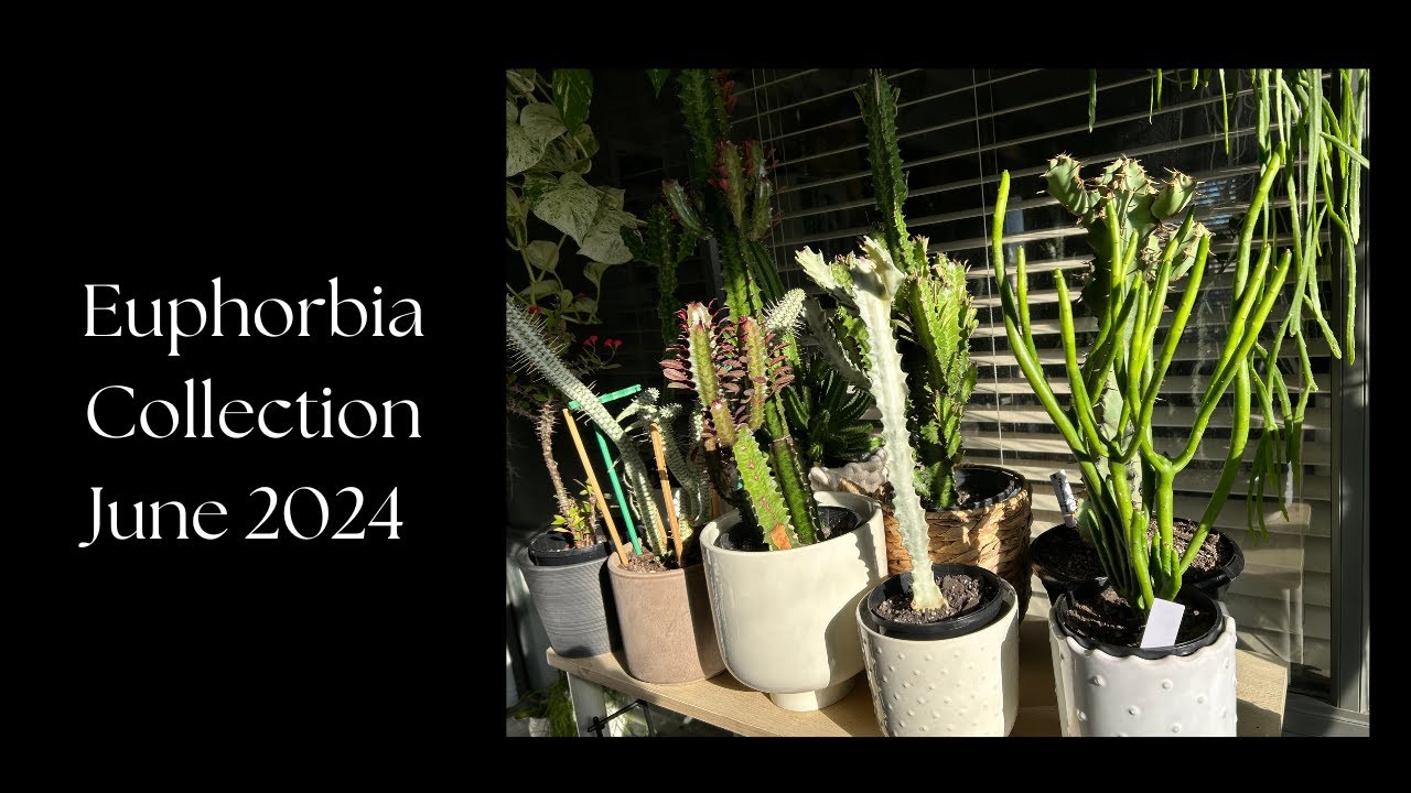 Euphorbia Collections- June 2024