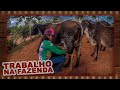 Trabalho na Fazenda