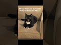 #cat #shorts #youtubeshorts #ai #aivideo