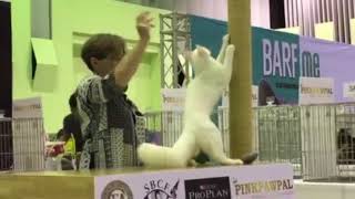 MARINDAY LEYLAK HIROSHI OF ZUYYIN GREEN-GOLD EYED WHITE TURKISH ANGORA MALE 7 months by Turkish Angoras 268 views 6 years ago 3 minutes, 26 seconds