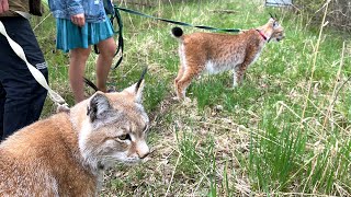 LYNXES HANNA AND UMKA FOR THE FIRST TIME ON THE STREET