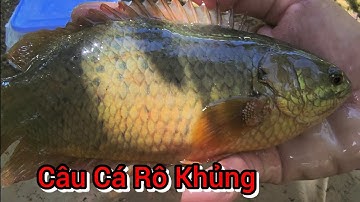 Câu Cá Rô Đồng Trong Ao Lục Bình Lâu Năm: Không Ngờ Dính Được Cá Rô Khủng | NI NGUYỄN TV 