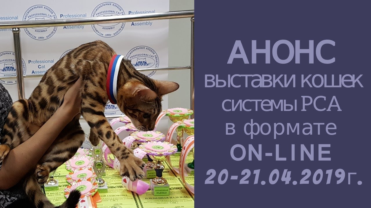 клуб кошек хабаровск Анонс выставки кошек PCA on-line 20-21 апреля 2019г