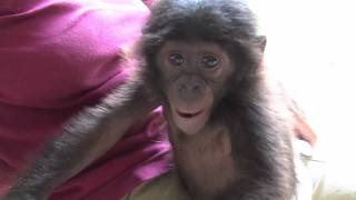 Playing With Kasai the Orphan Bonobo