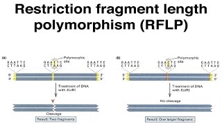 Restriction Fragment Length Polymorphisms.