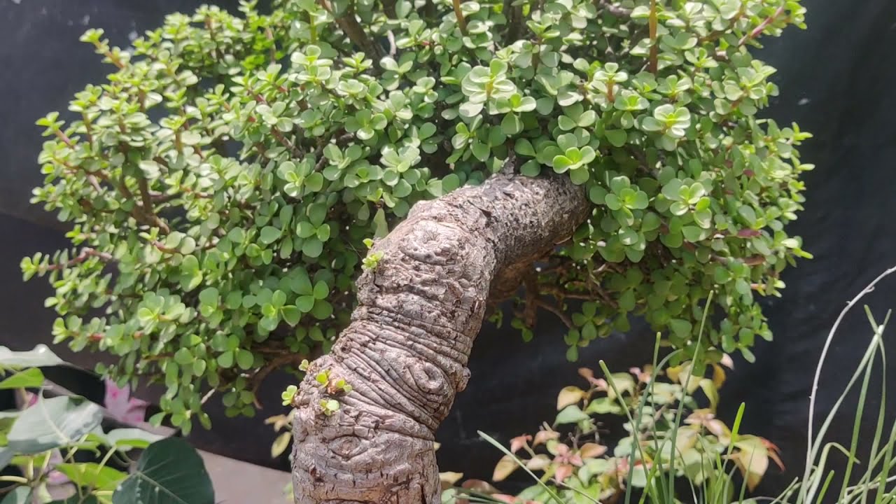 Jade bonsai YouTube