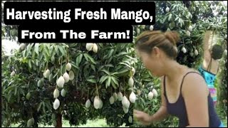 HARVESTING FRESH MANGO FROM THE FARM HERE IN CAMOTES ISLAND..MJ CHANNEL