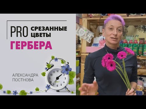 Мини гербера - милота ромашки | Что нужно знать про герберу, чтобы она стояла в вазе долго