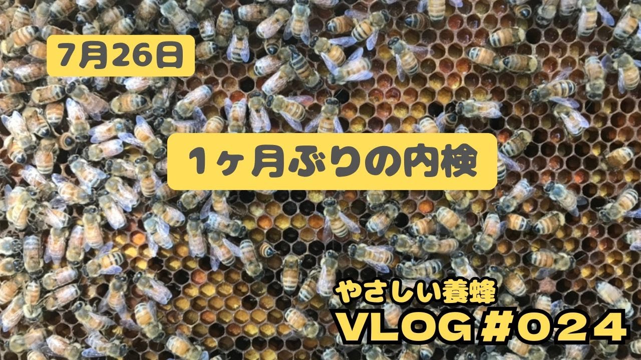 【取引中】西洋ミツバチ12000匹 7月26日[やさしい養蜂vlog24] #セイヨウミツバチ#西洋蜜蜂 #西洋