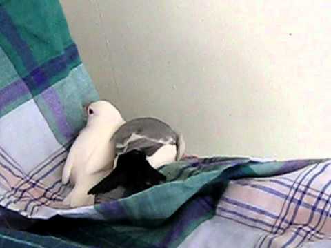 兄弟文鳥の威嚇
