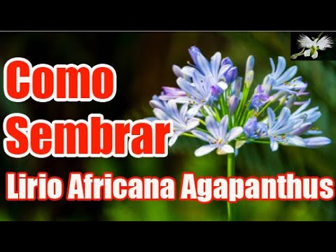 Como Sembrar Lirio Africano Agapanthus - mi diario de jardin - YouTube