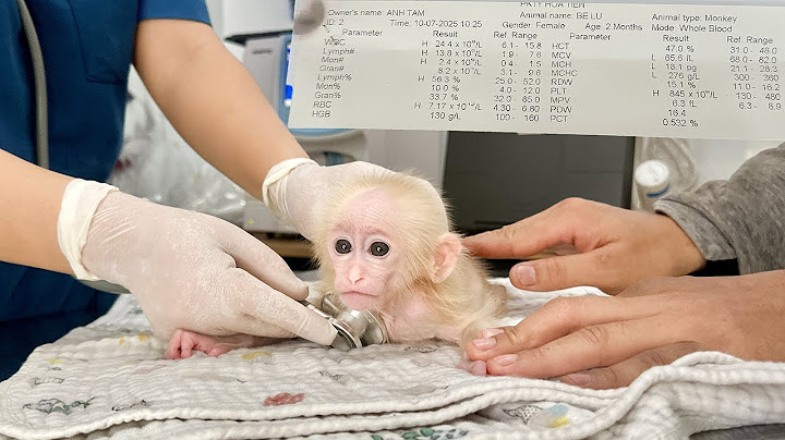 Poor baby monkey is examined and given emergency treatment at the hospital by a doctor!