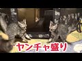 元気に走り回る子猫3兄妹とご支援のお礼