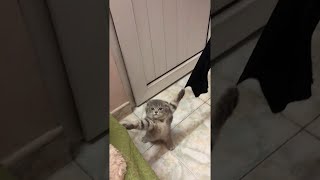 Playful Kitty Gets Claws Stuck in Curtains || ViralHog