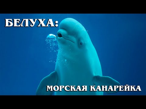 БЕЛУХА: Говорливая "морская канарейка" любит пускать пузыри | Интересные факты про китов и дельфинов