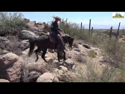 Manitou M.R. Missouri Fox Trotter from Miller-Ranch