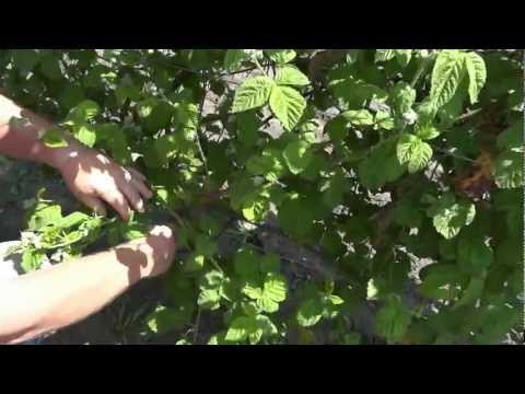Video: Informacion për Marionberry - Si të rritni Marionberries