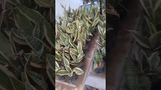 Sensiveria, snake plant, scculents gardening plants newshort viral reels green smallplants