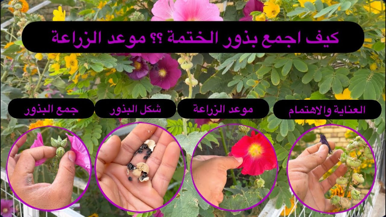 كيف اجمع بذور نبات الختمة ؟ موعد الزراعة تعالوا نتعلم