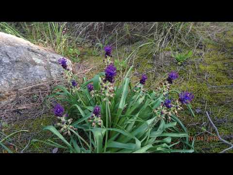 Muscari comosum Greece