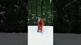 Irish Setter & Winter 25°C / 13°F #shortvideo #irishsetter #dog